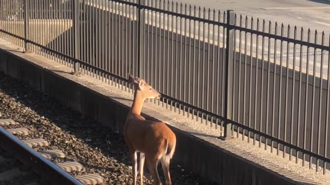 Lost Deer Wanders Down New Jersey Train Tracks