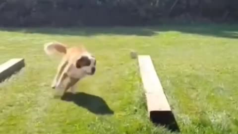 😻 Pets in Action! 🐾 Cutest & Funniest Clips!