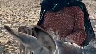 Must Watch: desert life in Pakistan #villagelife #traditional ##india #viral