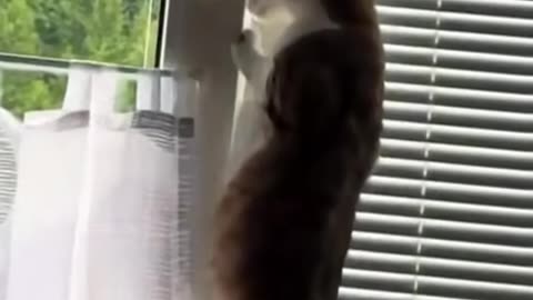 Cats 007