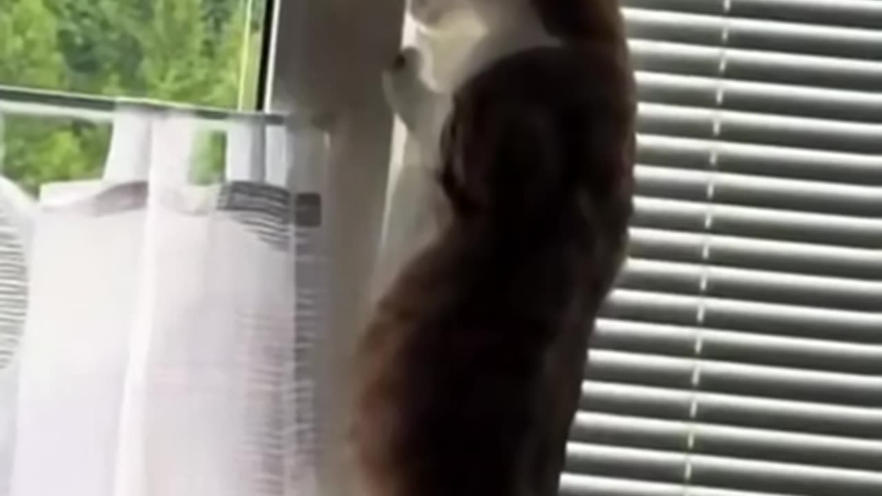 Cats 007