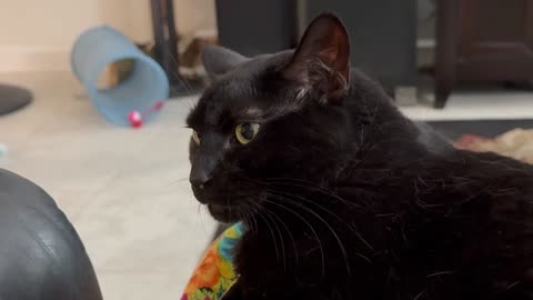 Cute Precious Piper Has Pretty Eyelashes - My Adopted Shelter Cat Vlog