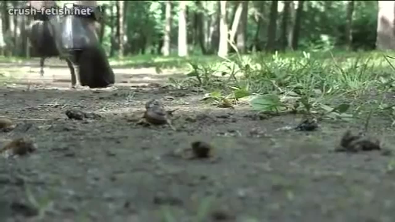 Group of Snails