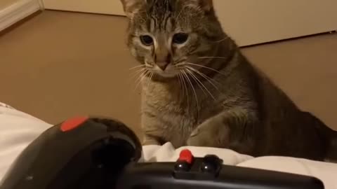 Cat vs Hair Dryer 😂💨