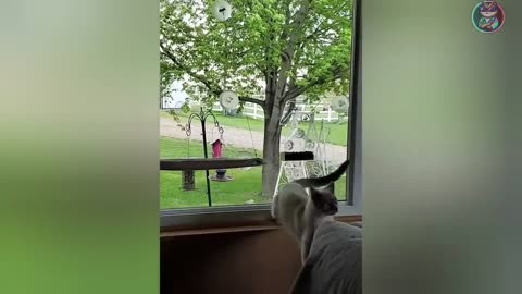 funny moments of animals