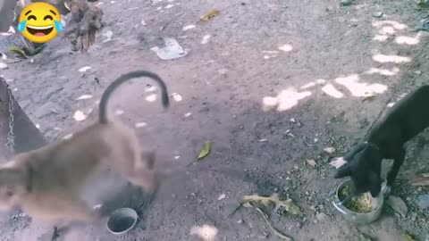 Monkeys vs dogs real fight _ funny dogs vs monkeys video l funny video l comedy videos