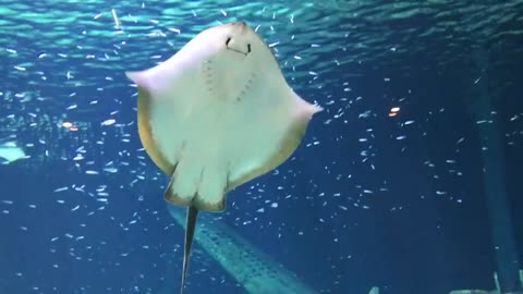 aquariam