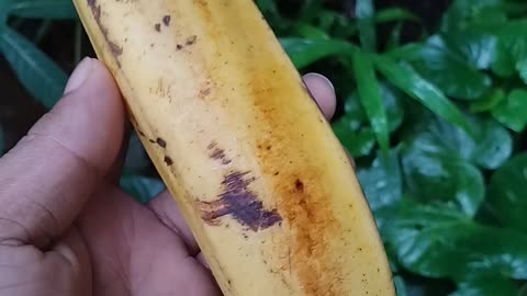 banana