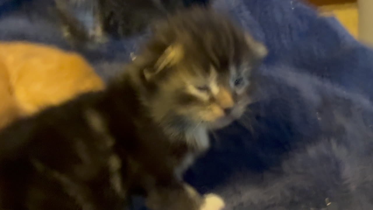 Day 15 Fuzzy Kittens