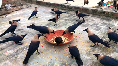 Crow bird crowing sounds to attract Crows naturally | Crow bird live crowing sounds for cheese,