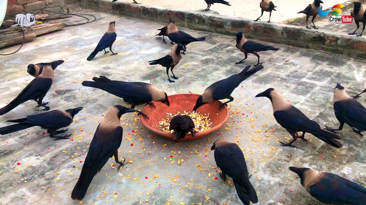 Crow bird crowing sounds to attract Crows naturally | Crow bird live crowing sounds for cheese,