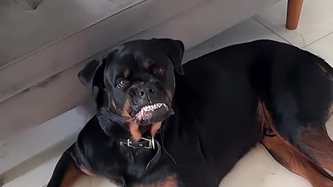 Dogs makes me smile 😁🤪🐕