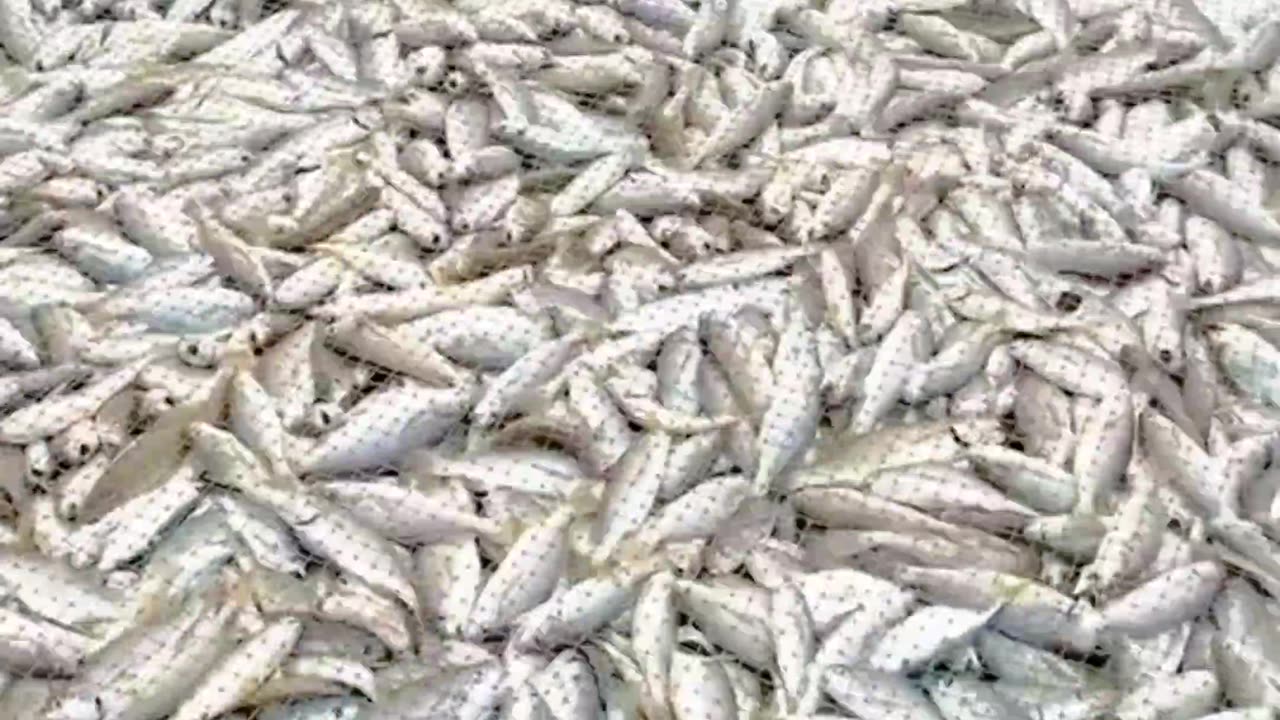 Amazing Fishing 🐟🐟🐟😱😱😱