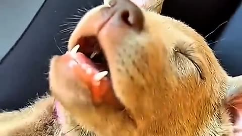 Funny pets 2