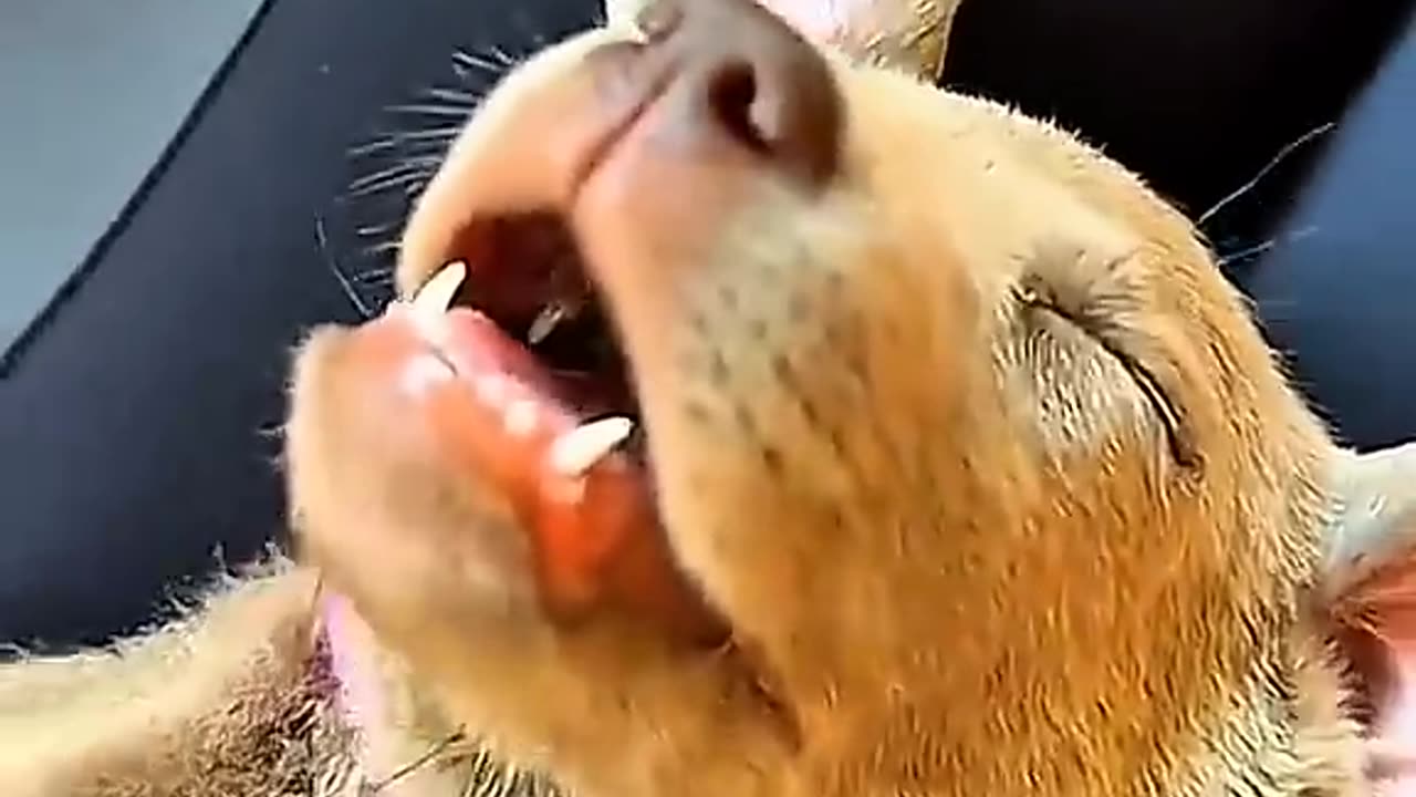 Funny pets 2