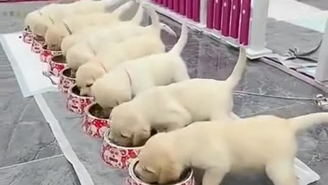 1 minute of funny baby cat and dogs