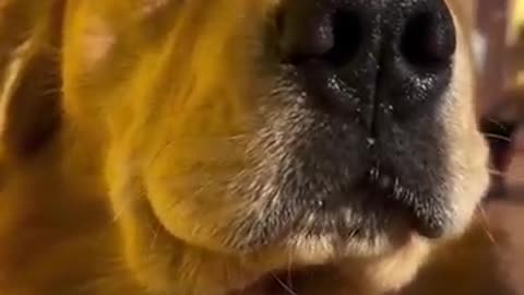 Golden Retriever Moments 🐶 #shorts #dog #funny