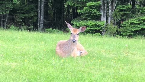 Deer Eating Grass