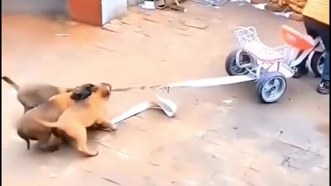 Funny Dog 🥵 | Hilarious & Adorable Dog Moments Compilation 😂🐾