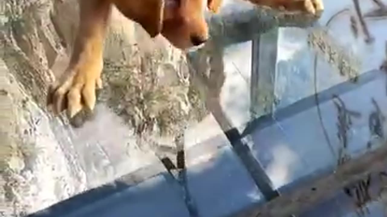 Dog's Missions all incomplete lol