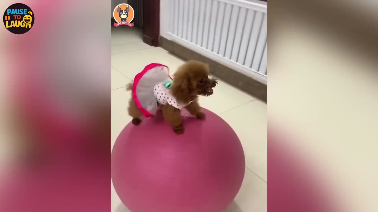 🐕🐒😂 Think you can keep a straight face? Welcome to the ultimate Try Not to Laugh Challenge