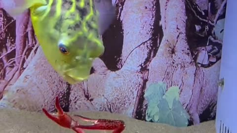 Fang goes beachcombing