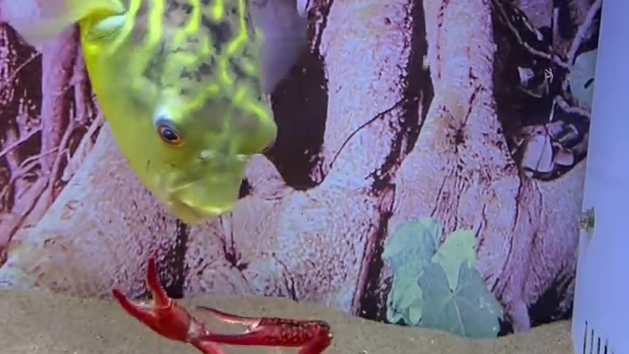 Fang goes beachcombing