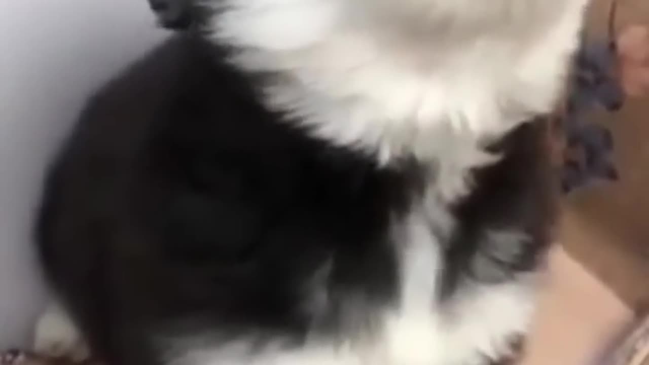 baby husky howling cute