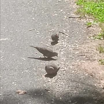 Cardinal doves and blackbird