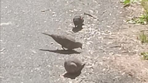 Cardinal doves and blackbird