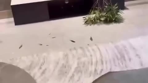 Try not to laugh challenge 😂😂