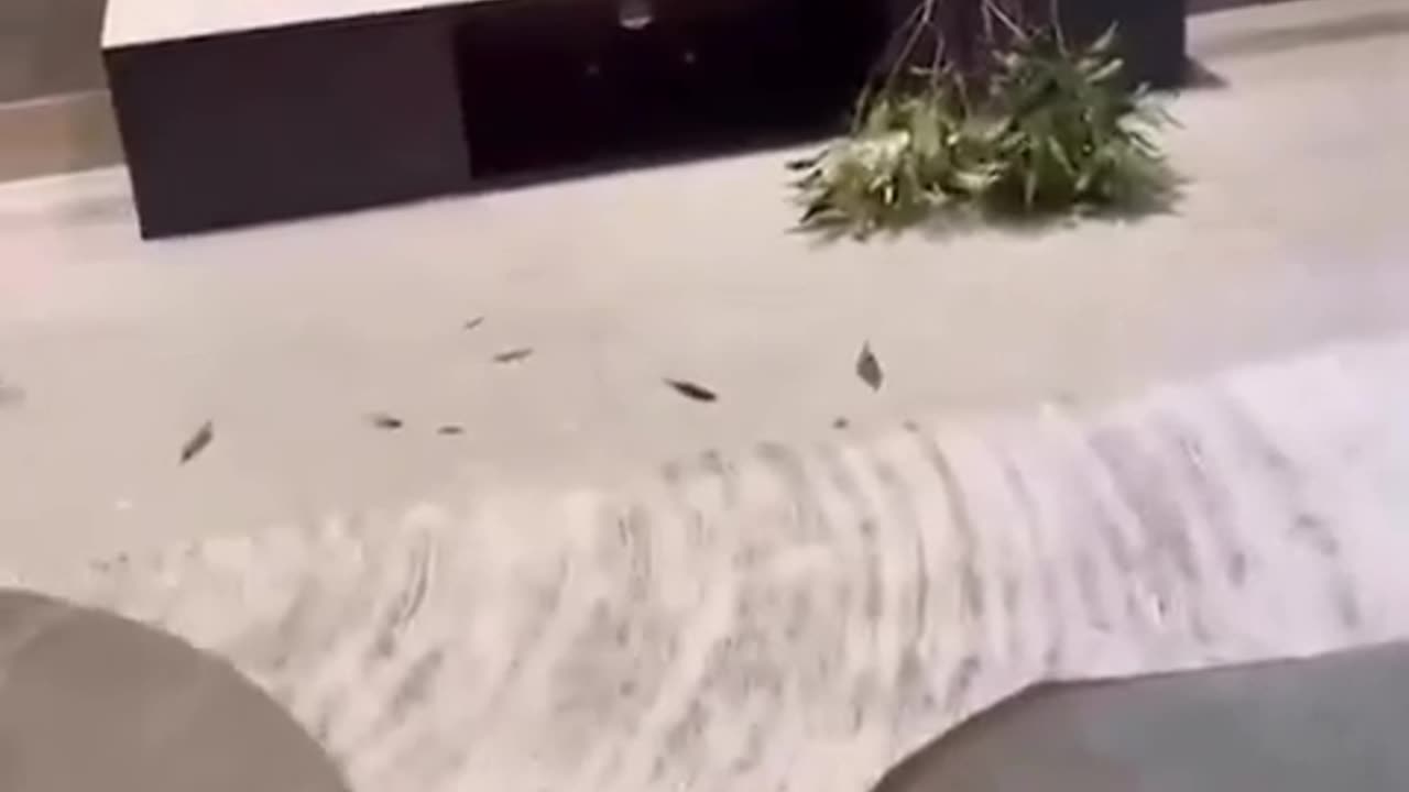 Try not to laugh challenge 😂😂