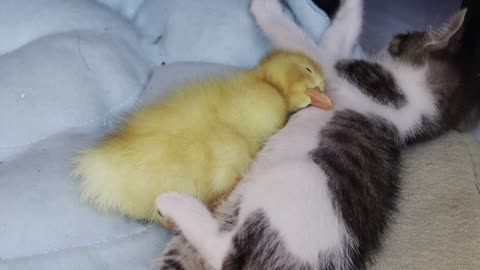 Sleep with the kitten and the duckling.Very cute