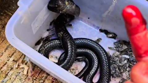 Playing with cobra might be dangerous