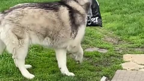 Husky masters 'invisibility' and owner's reaction is hilarious!