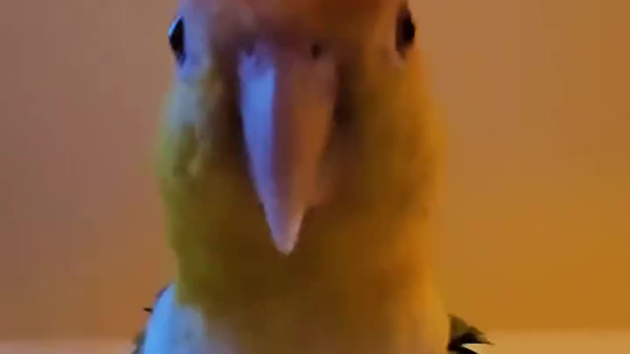 watch this parrot dance & jump like a pro! 😂