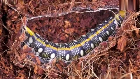 Watch This Caterpillar Turn Into A Hawk-Moth.