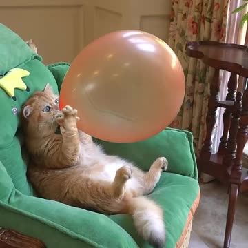 Boom,Scared me! #exlittlebeans #funny_cats #cat #funny_videos
