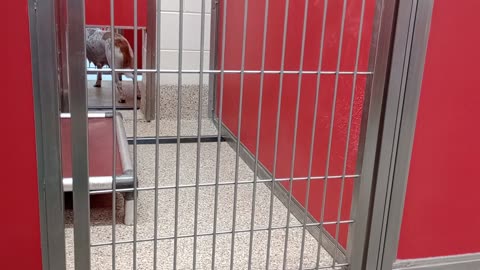 Shadow Bub-busy guy, back 3y A767701 Dream-calmer 3y A873502 kennel 31 pod 2 PACC shelter20250730785