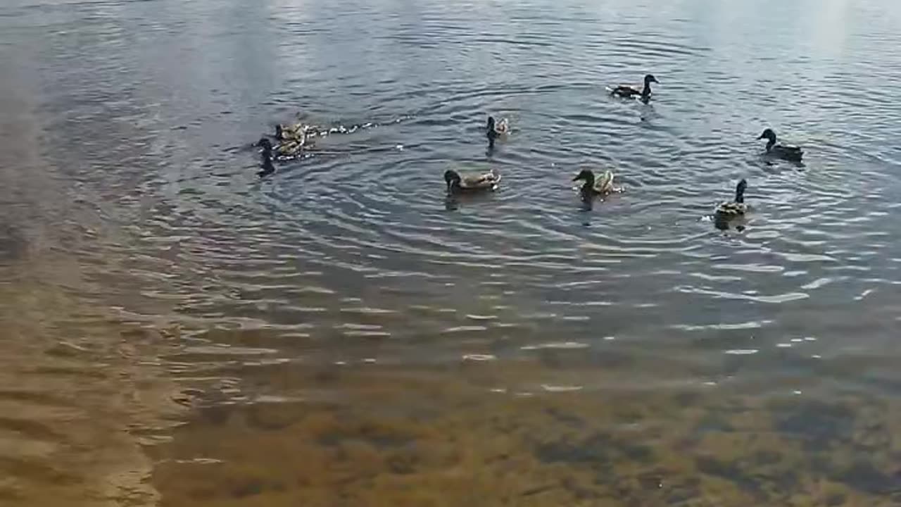 Ducks swim near the shore