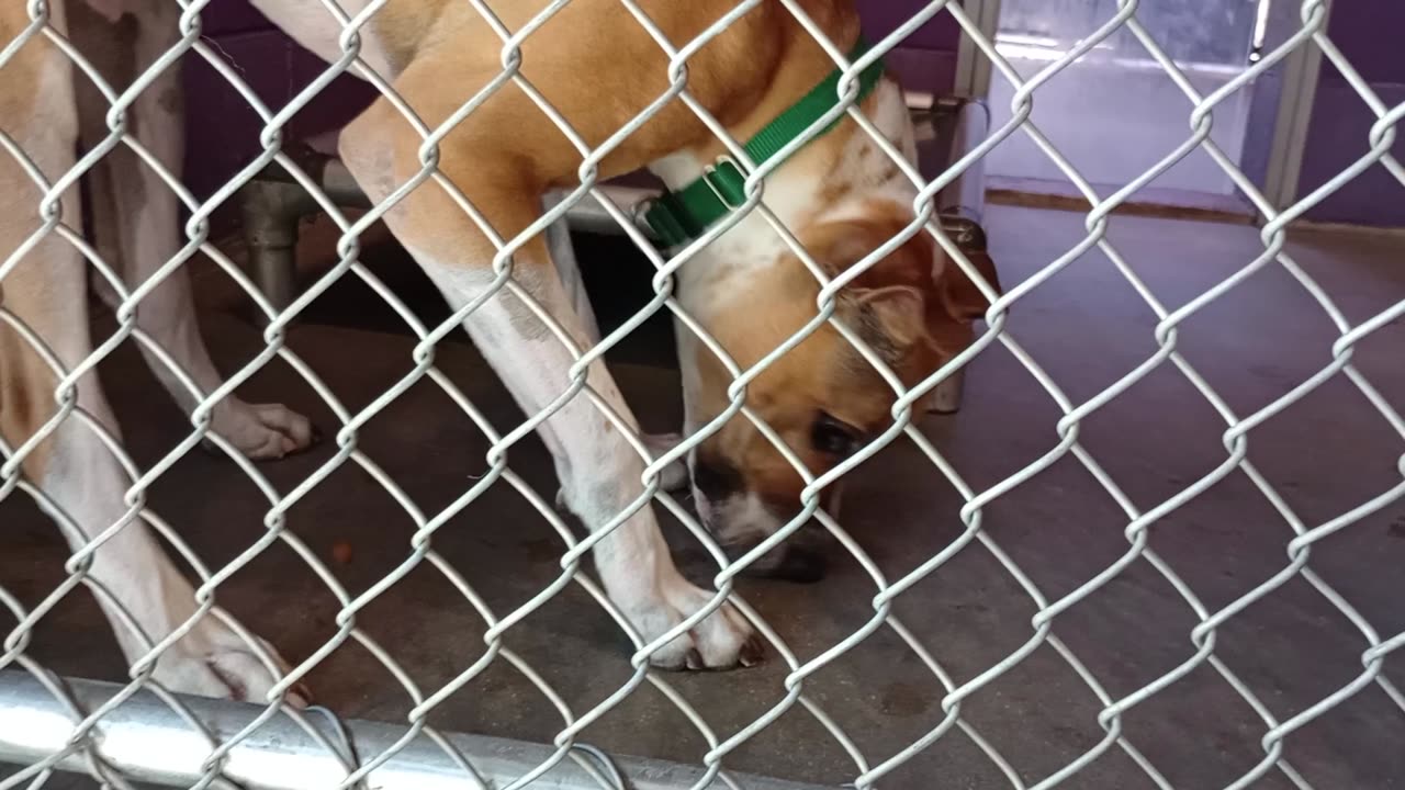Yogi Bear Pet Id 940279 kennel 20 HSSAZ shelter guy relaxed while I grabbed more kibble20250718609
