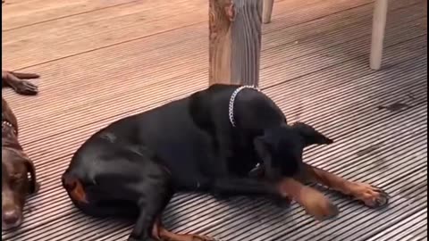 😂🐕 The Funniest Dog Nose Balancing FAIL! | FunFM