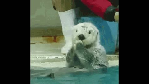 Otterest Sea Otters