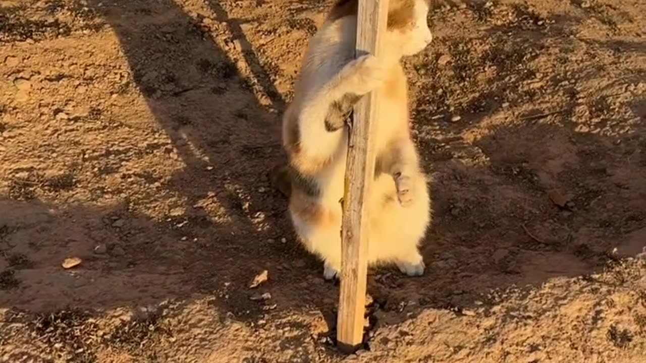 Is she doing a pole dance?? Hahahah