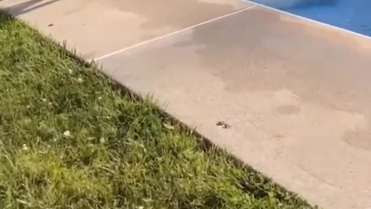 Pawsome Whimsy | Funny Cats in Action 🐾😂