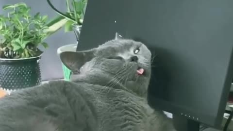 Extremely unique sleeping styles of funny and cute cats