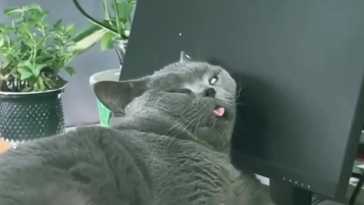 Extremely unique sleeping styles of funny and cute cats