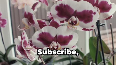 Stop Murdering Your Orchids. Here's the Truth They Won't Tell You.