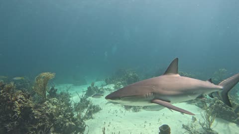 Inncredible shark parade in the Bahamas