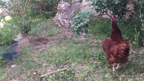 The danger coming for the hen.